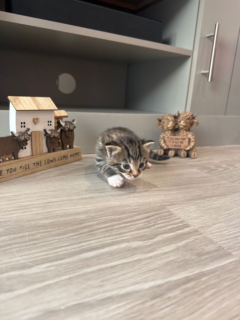Adorable kittens looking for their forever home 