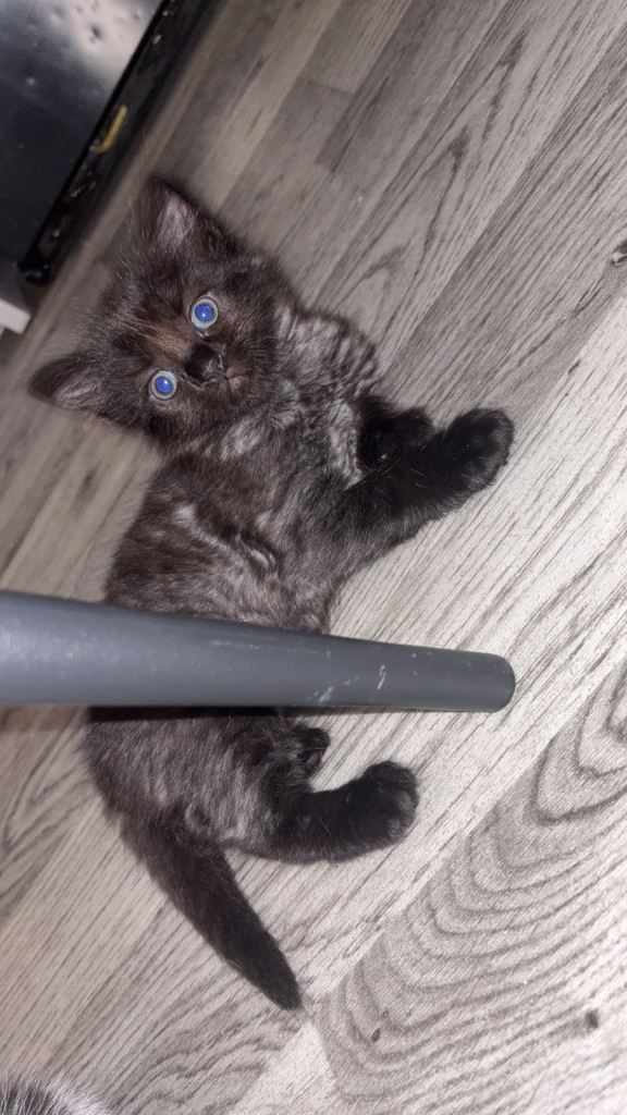 Kittens looking for there for ever home 