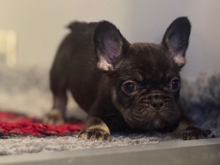 French bulldogs KC registered 