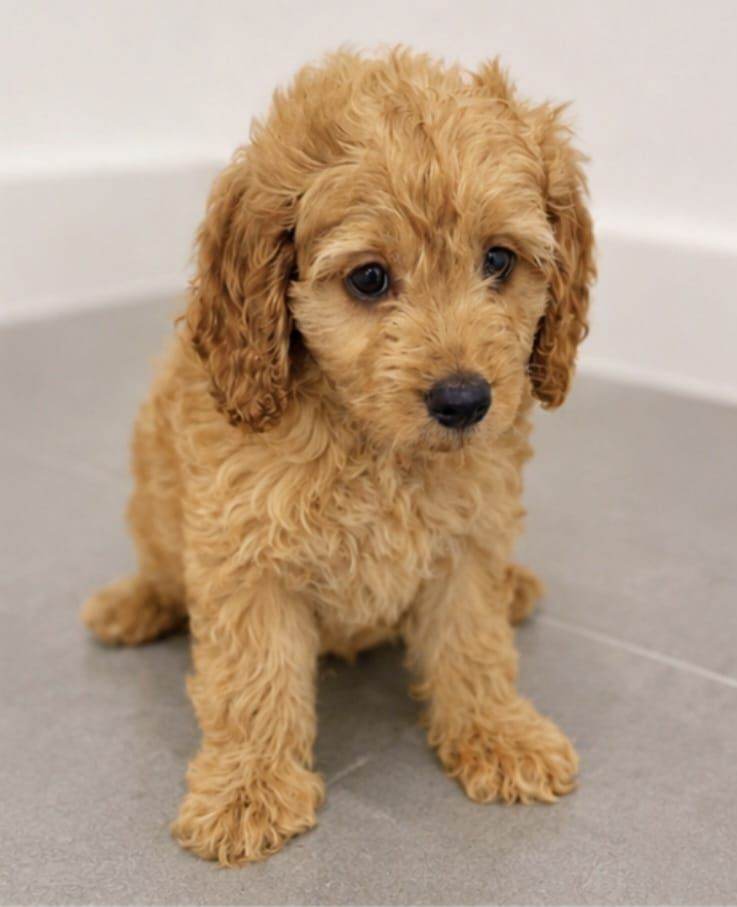 4 x Stunning F1 Cavapoo Puppies Ready For Their New Home!