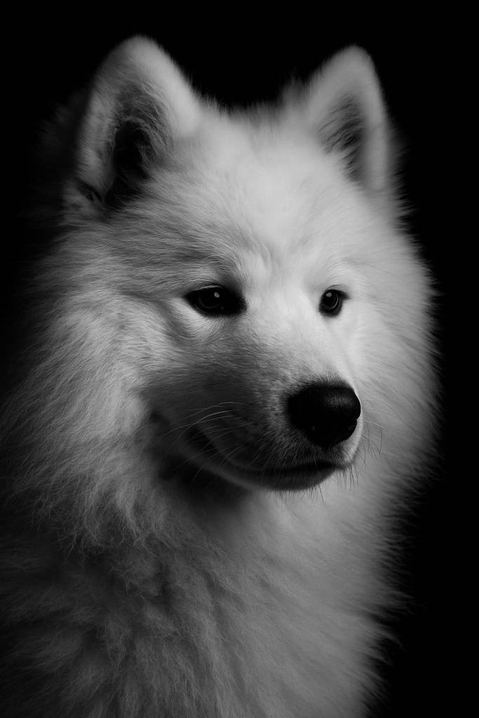 🐾 Forever Home Wanted for Aria – Our Beautiful Samoyed Girl 🐾