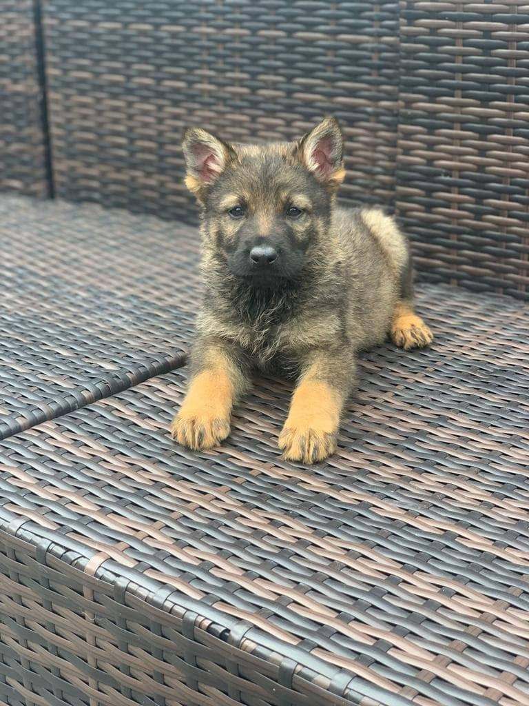 German Shepherd Puppies 