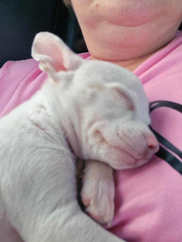 9 week old Chihuahua puppy
