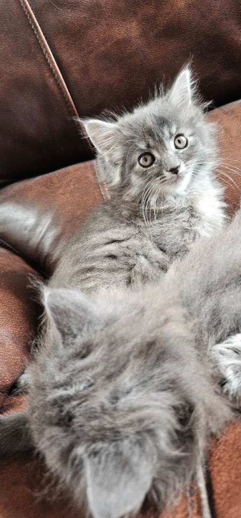 Maine coon x ragdoll kittens available 14th may 