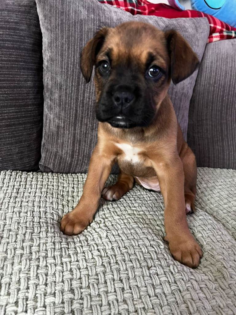 Boxer Female Puppy – 10 Weeks Old – Fully Vaccinated – Private Rehoming
