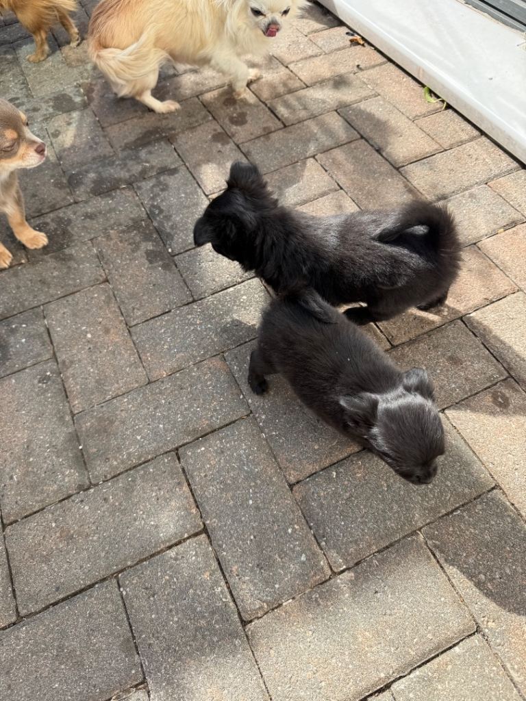 Female long haired chihuahua 