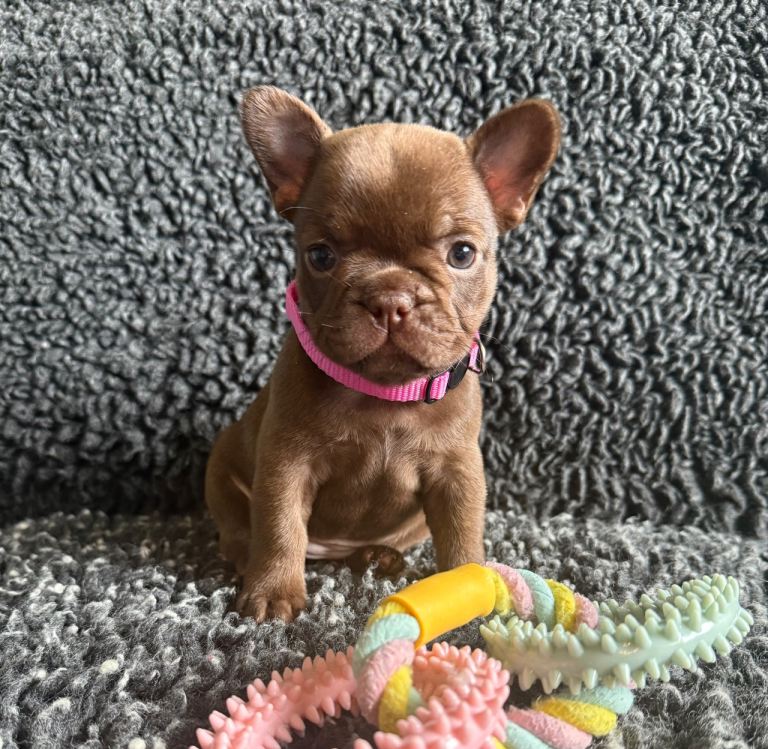 French Bulldog Puppies Looking For Forever Homes. New Shade, Rojo, Isabella, Blue Fawn.