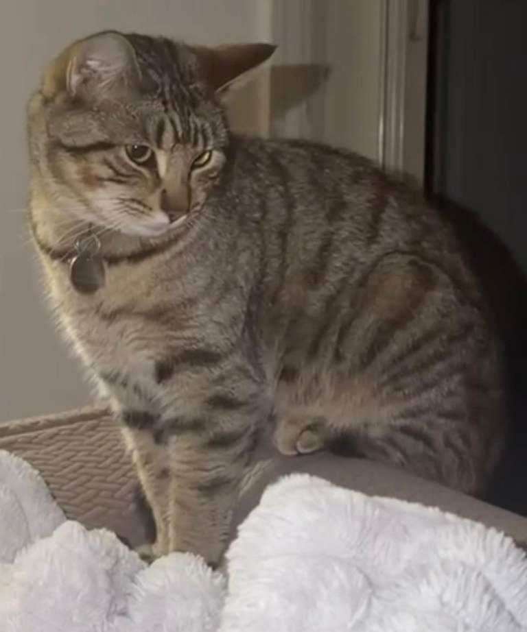 1-Year-Old Male Tabby Looking for a New Home