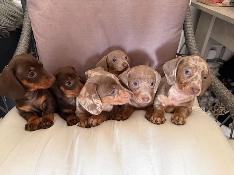 Dachshund puppies 