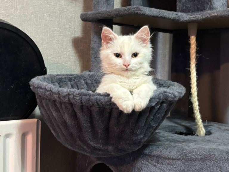 Forever homes wanted for Beautiful kittens