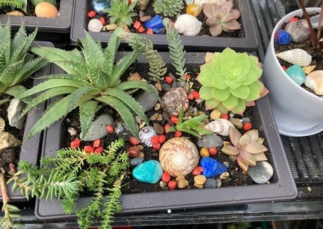 Succulent mix with crystals in bonsai style pot 