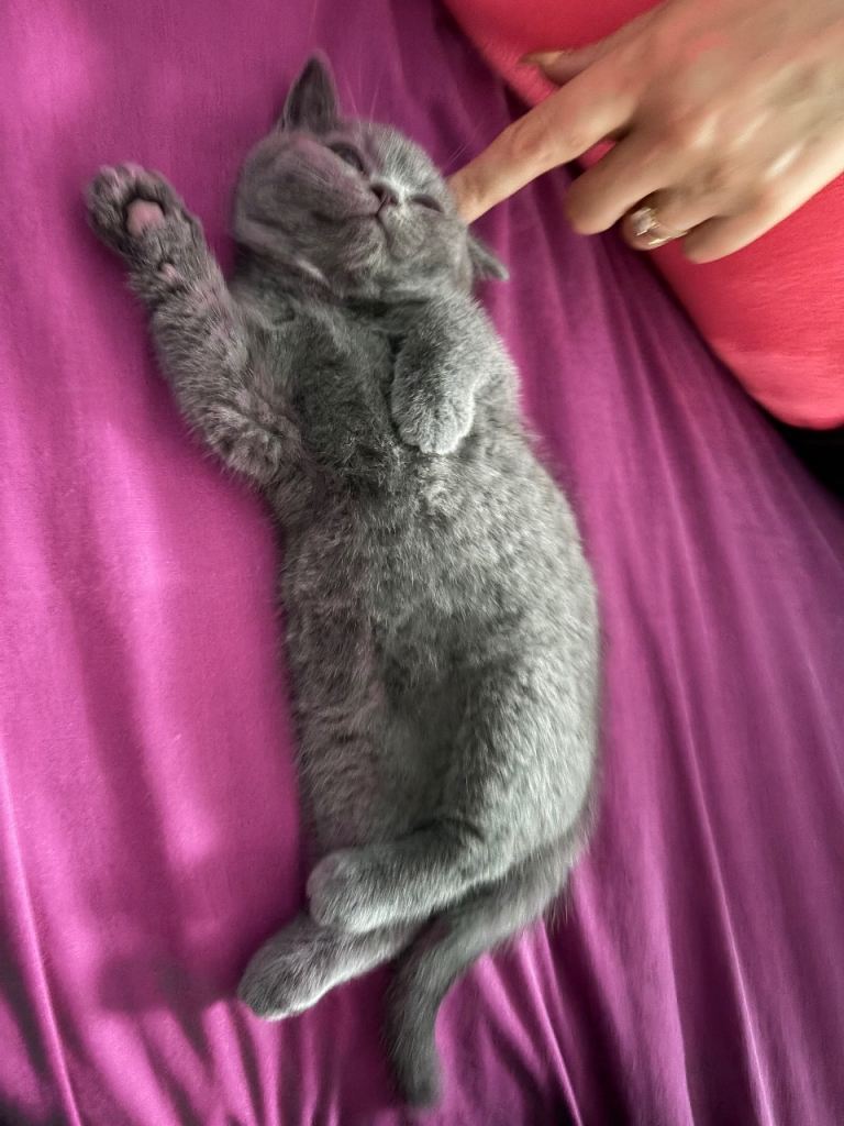 Kittens 