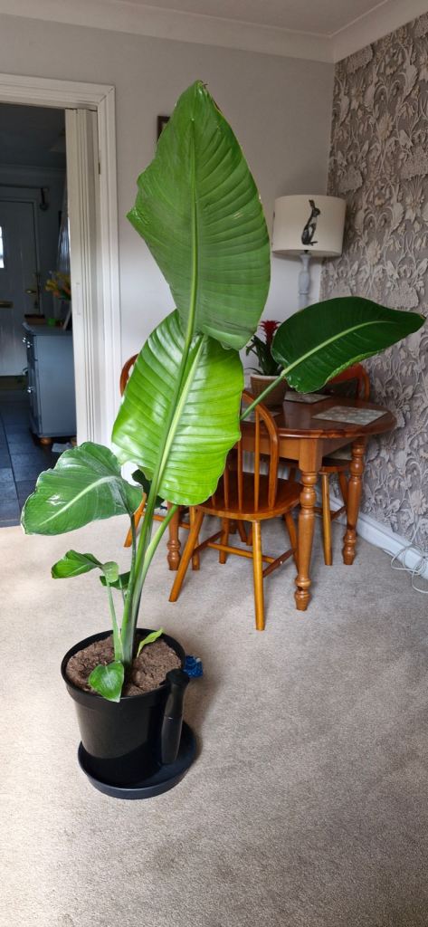 strelitzia nicolai (Bird of paradise)