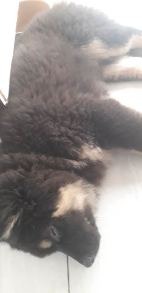 Large puppies, king sheperd,Sheba inu,cross.