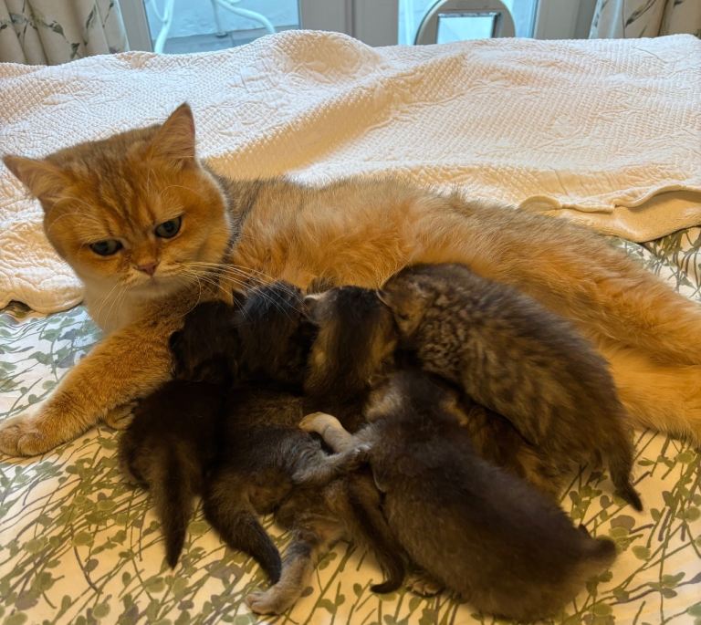 Pedigree British Shorthair 