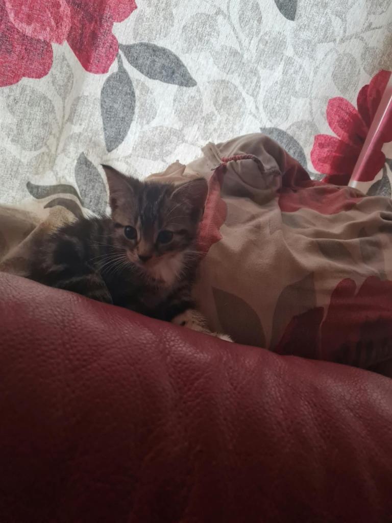 2 boy kittens 