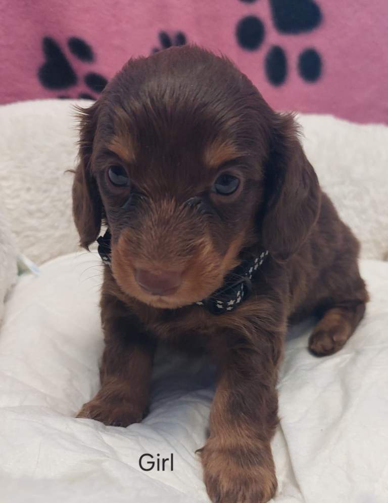 longhair dachshund babies