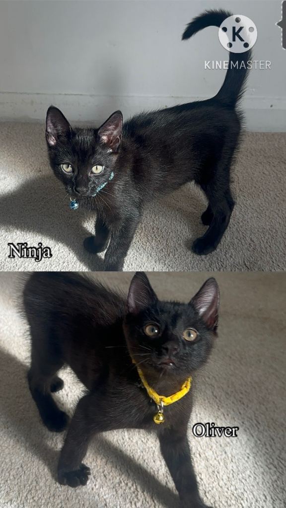 Black Brown Kittens