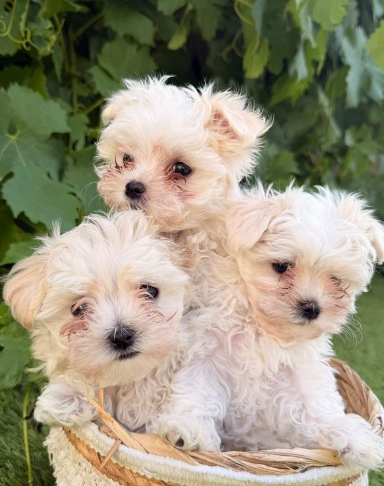 🐾 **Adorable Maltese Puppies for Sale!** 🐾