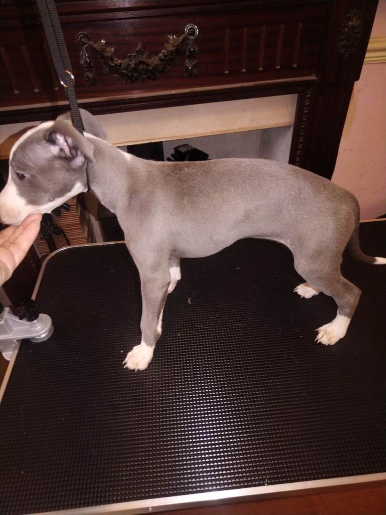 Kc registered Well breed whippet pups