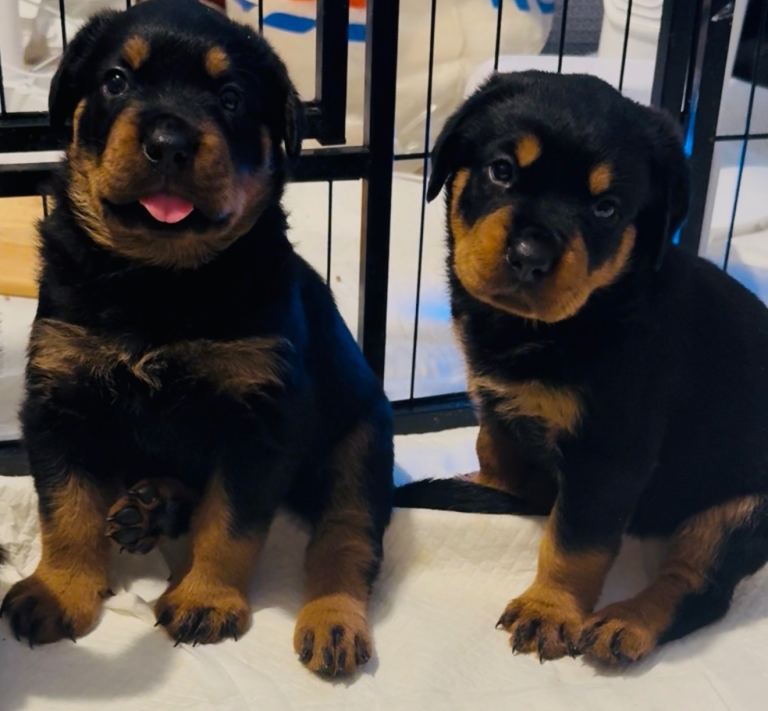 3 gorgeous boys left full pedigree Rottweiler puppies 