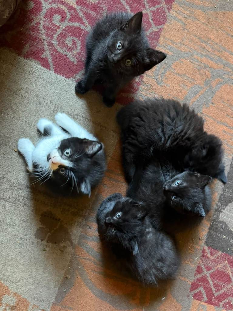 5 Kittens 