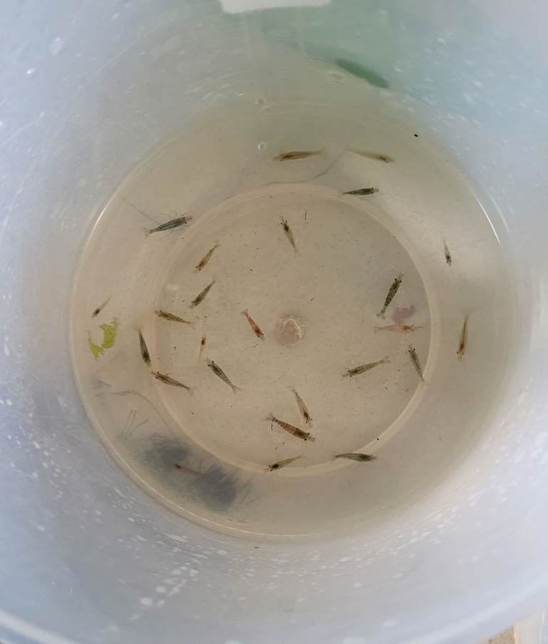 Cull Cherry Shrimp for Aquarium - Tank-Bred Culls