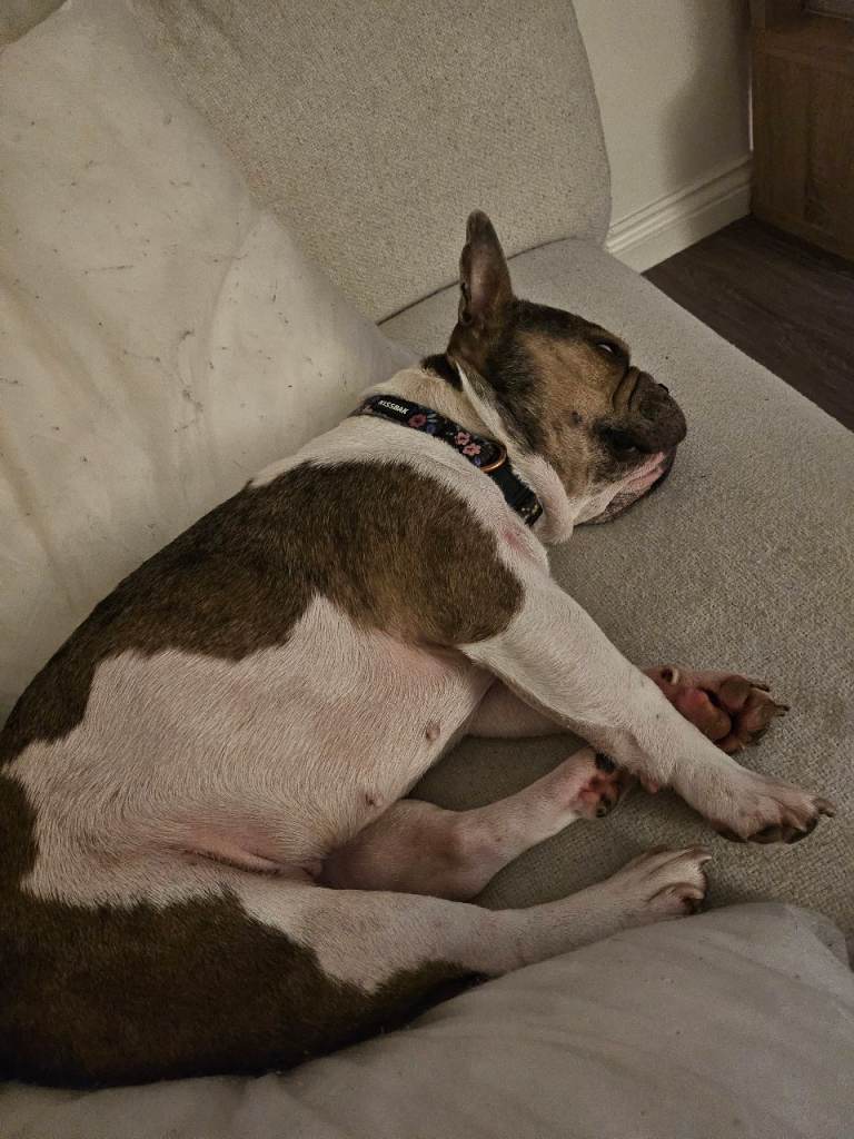 Loving Frenchie in need of new home ASAP