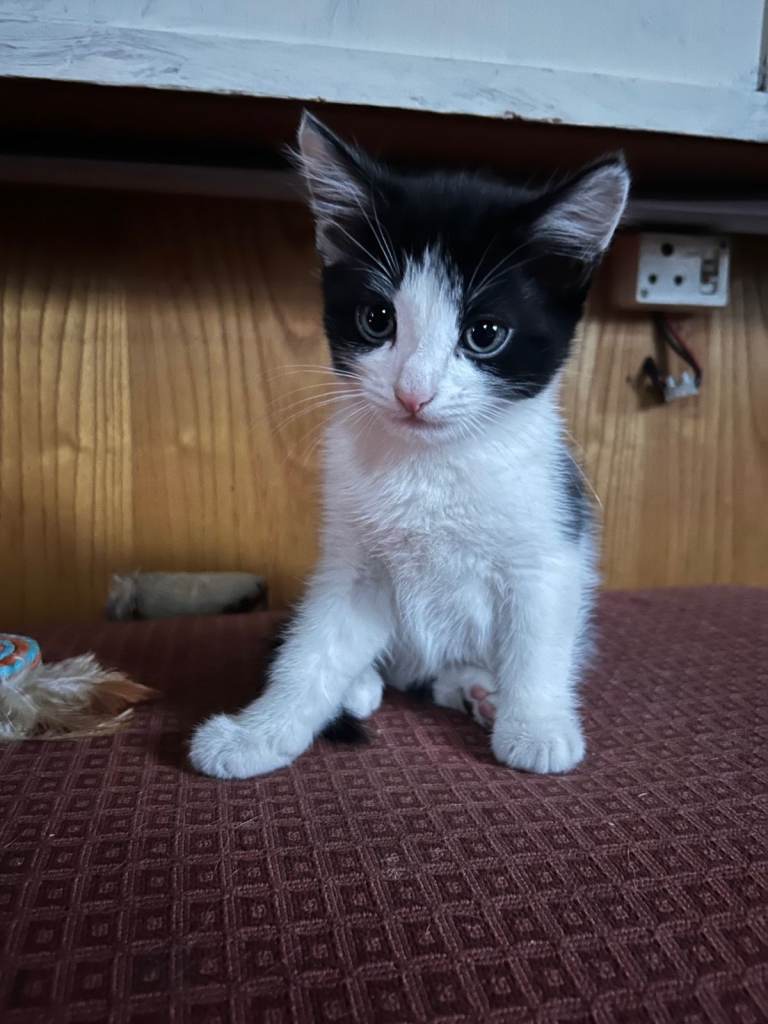 10 week old kitten ready for new home.