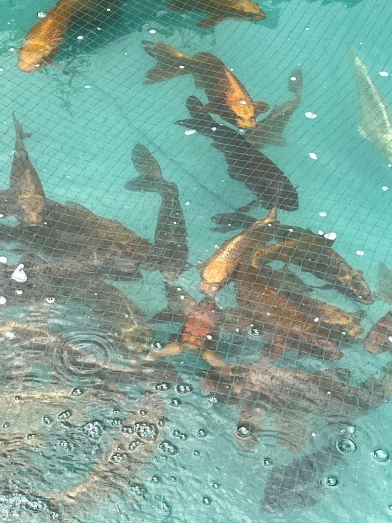 Koi / carp / commons/mirror fish 🐠 