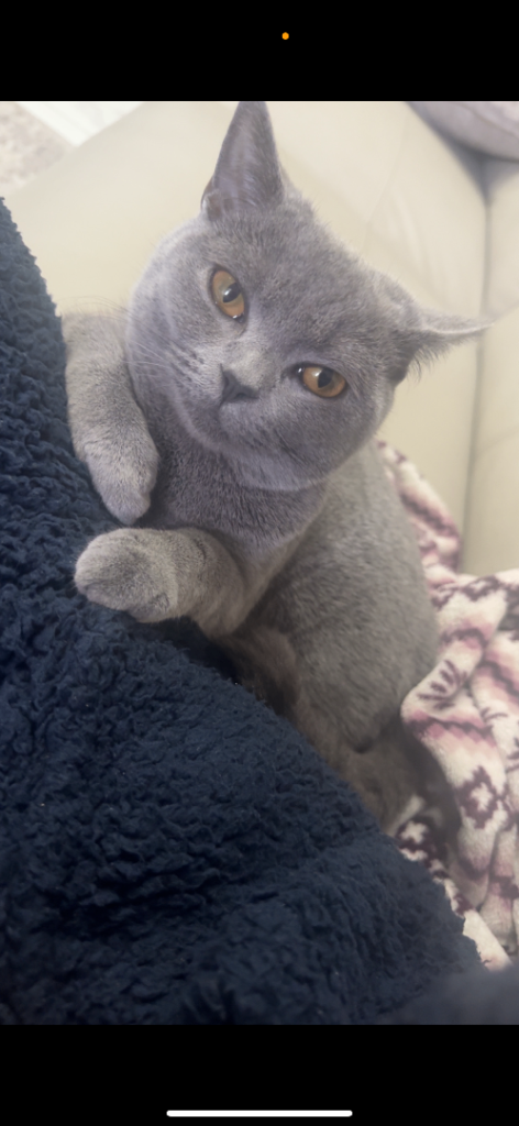 female british short hair 