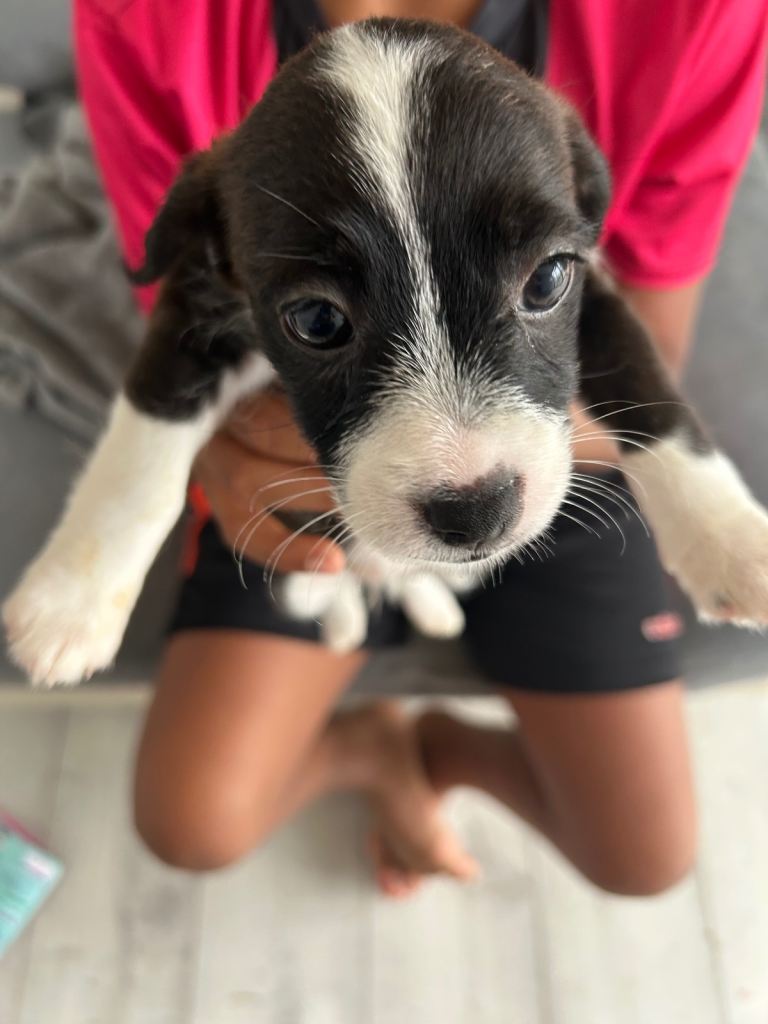 Puppies 