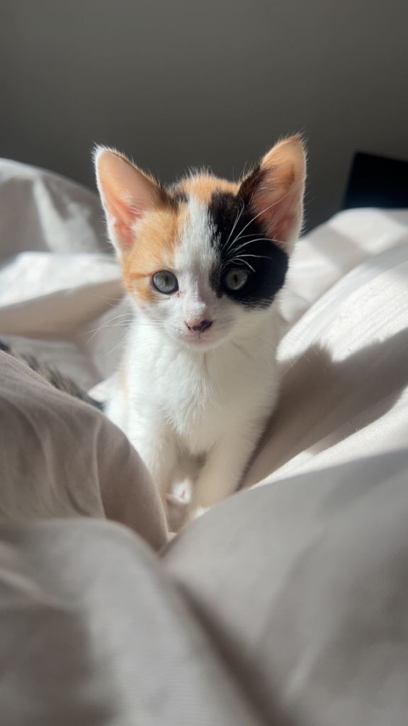 Calico Kitten | Playful and Very Cuddly 