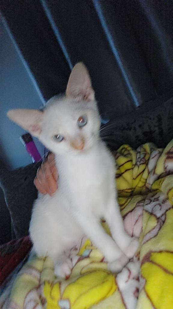 2 kittens  for sale 