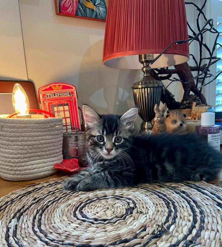 Fluffy tabby kittens 