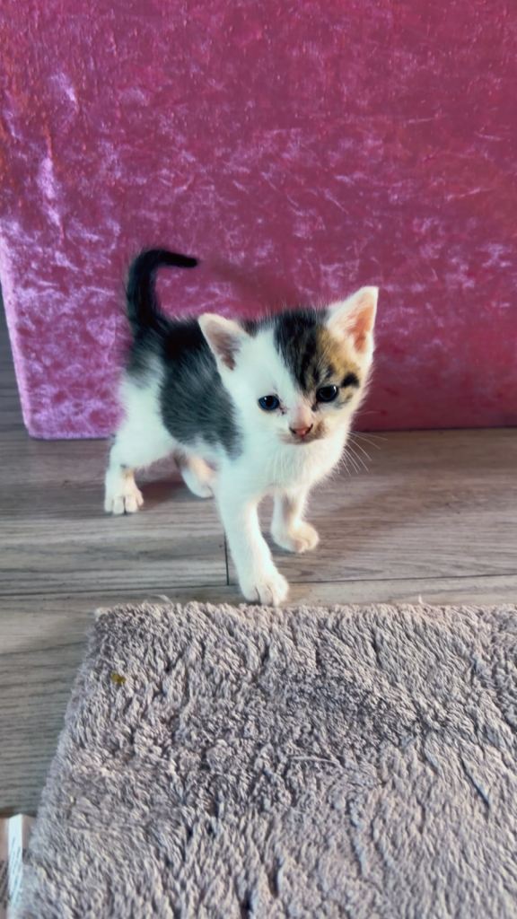 Kittens for sale 