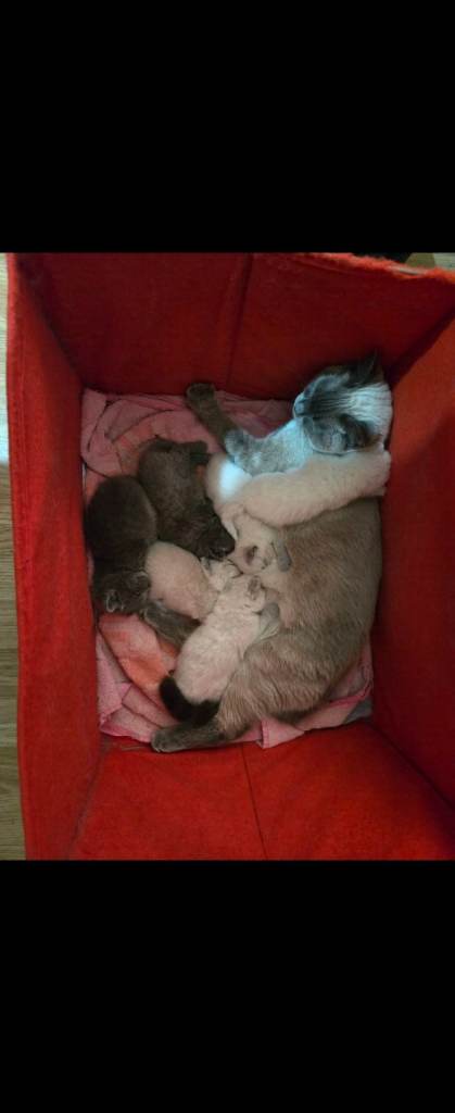 Loving home wanted for two cats + kittens