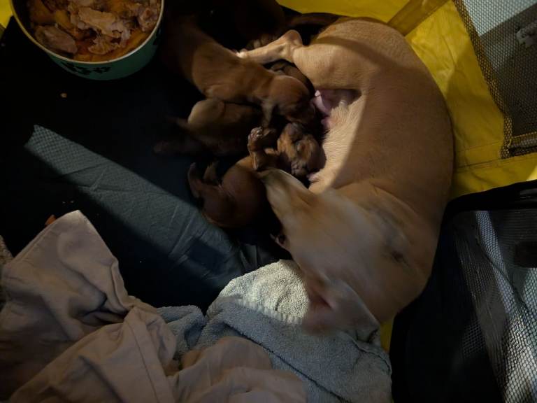 Miniature Dachshund Puppies for sale 