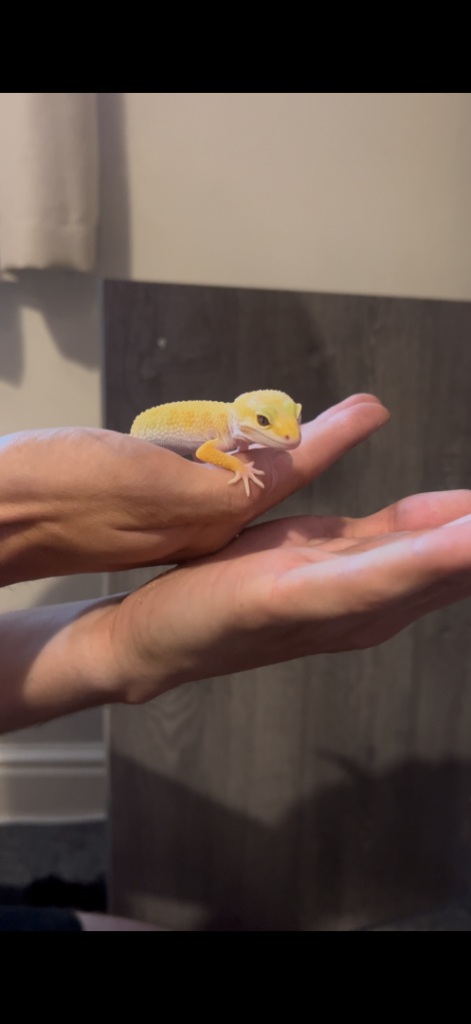 Albino leopard gecko full set up 