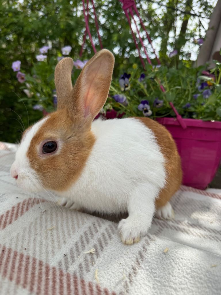 Gorgeous baby Dutch Rabbits