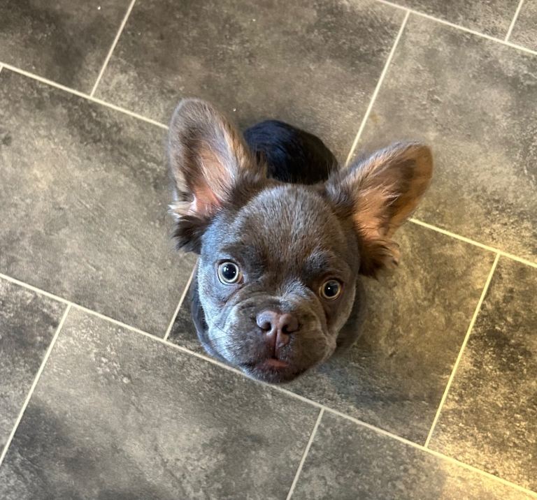Fluffy French bulldog puppy KC registered