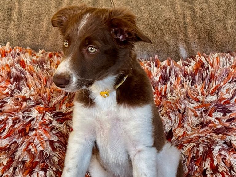 Stunning border collie pups 