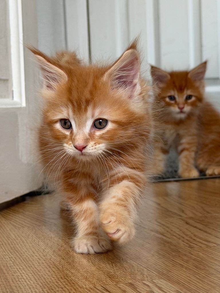 Maincoone kittens 