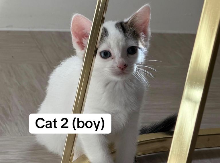 4 cute loving kittens!