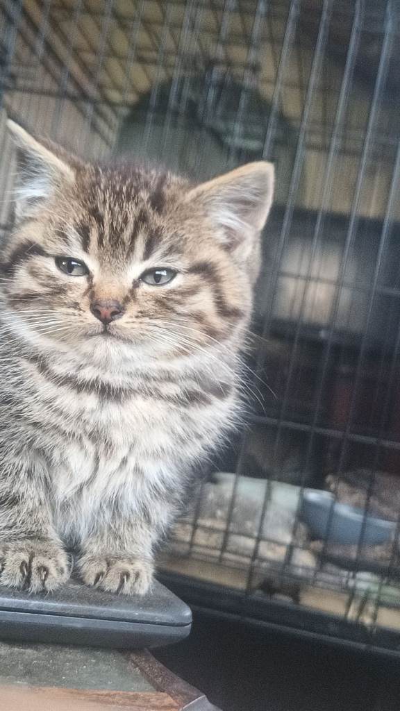 3 Tabby kittens 9weeks old