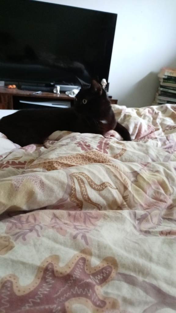 2 cats for sale 