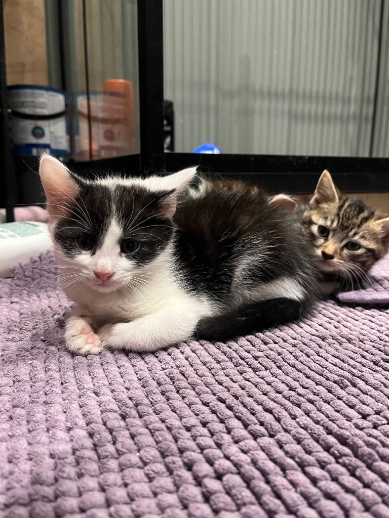 Black and white kitten 