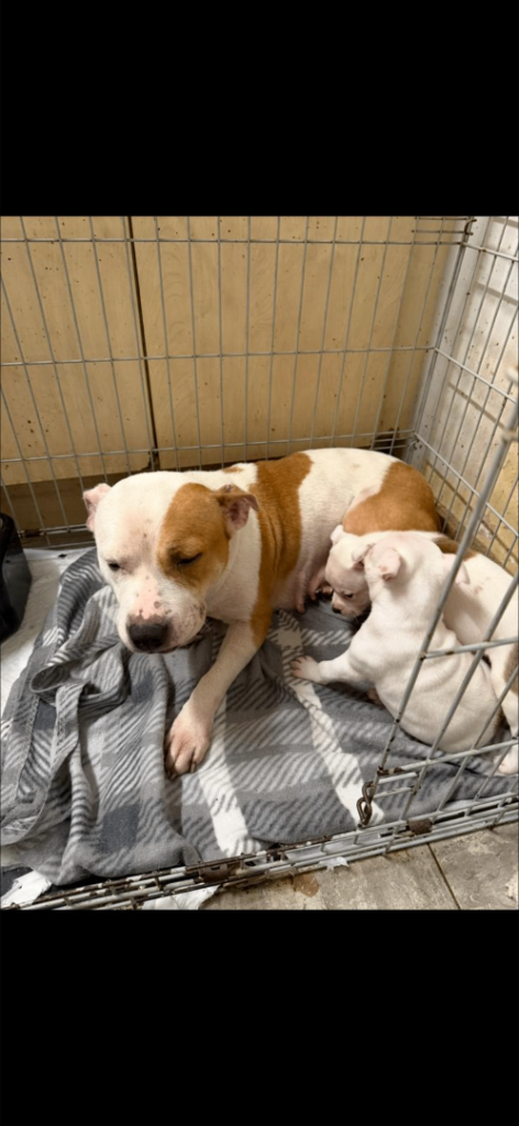 Beautiful Staffordshire bull terrier puppies