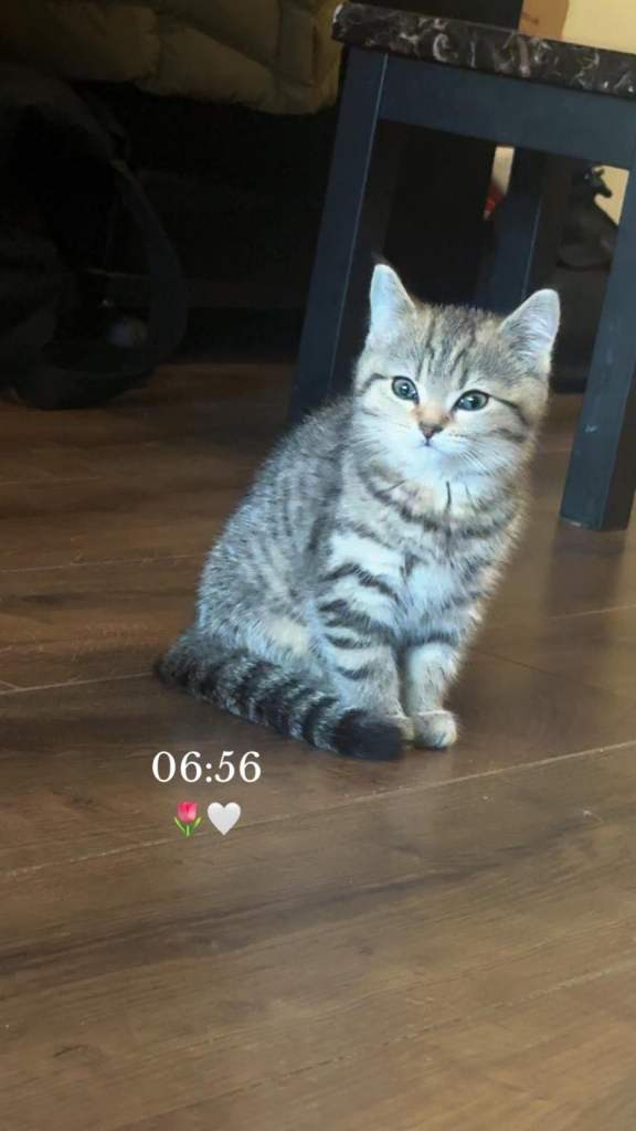 British tabby short hair mix 