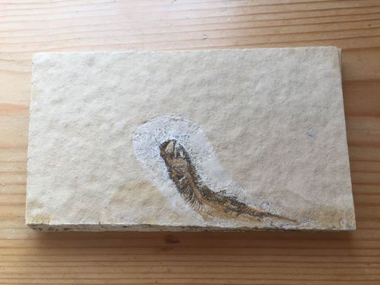Genuine fossil fish Leptolipis Sprattiformis